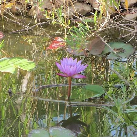 Quinta Dom Fernando Pensjonat