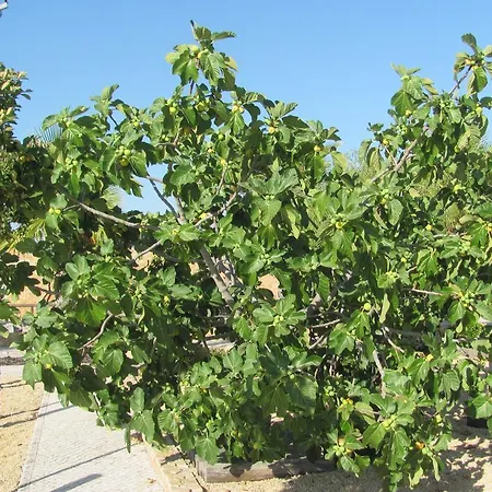 Pensjonat Quinta Dom Fernando