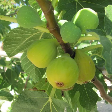 Quinta Dom Fernando Pensjonat *