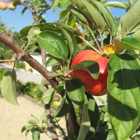 Affittacamere Quinta Dom Fernando *