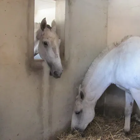 Quinta Dom Fernando Affittacamere